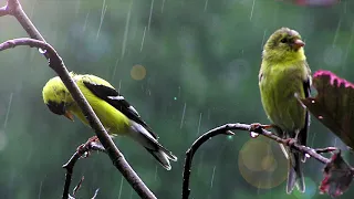 Relaxing Music - Flute,Strings,Piano, Gentle Birds and Rainforest Sound