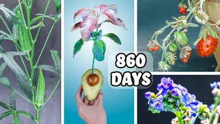 860 Days to 8 Mins of Growing Plants (Time Lapse Compilation)