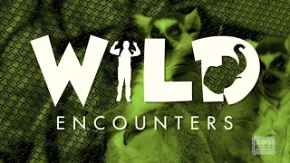 Wild Encounters: Lemur  - Teaser