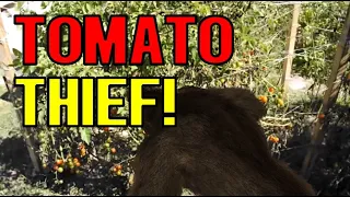 86 year old woman shows tomato eating Bigfoot who's boss