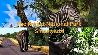 The Kruger National Park. Shingwedzi | Episode 1