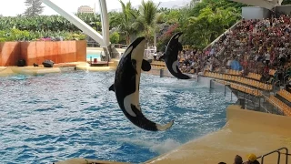 Les Orque du Loro Parque 2014