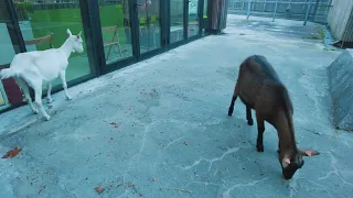 Kozy w centrum parku - Park Dolina Służewiecka! Warszawa! [4k]