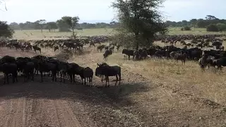 Migration in Serengeti National Park