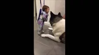 4 Month Old Baby Laughing at Sneezing American Akita