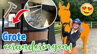 Beginnen aan WASPLAATS, dier VERMOORD + bij PAARD kijken! | felinehoi VLOG #456