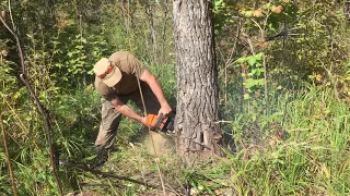 Der Sibirienwolf beim Brennholzschneiden