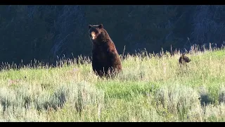 Way too close to Mother Grizzly - Hiking Yellowstone