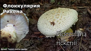 Флоккулярия Рикена, гриб из К.К. | Floccularia rickenii