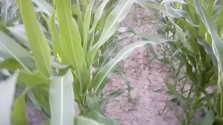 Ściema cyli farmer z Bolly-wód-ka 👀 i kuku🌽🌽 z leklamami oraz 🌽🌽🌽 pess leklam 👀👀👀