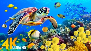 Ocean 4K - Sea Animals for Relaxation, Beautiful Coral Reef Fish in Aquarium (4K Video Ultra HD) #91