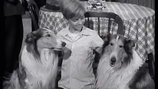 Lassie - Episode 53 - "Lassie's Double" - Season 2, #27 (03/11/1956)