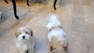 Coton de Tulear puppies at "Snowflower Cotons", playing in a courtyard on a warm day!
