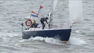 kaskelot loopt haven van Harlingen binnen