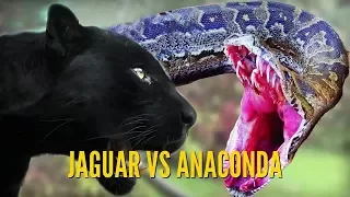 Ягуар против анаконды / Jaguar against anaconda / Змея / Удав / Пантера