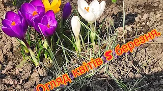 Огляд квітів 5 березня. My flowers 5th of March.