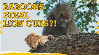 Why Baboons Steal Cubs of Lions?