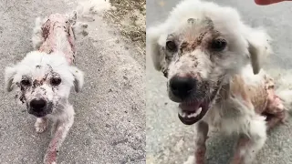 A skinny, scarred stray dog begging for food, I couldn't leave like this...