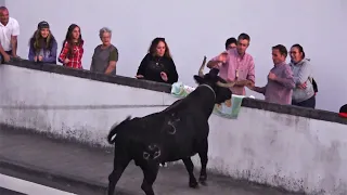 Ganadaria EG - Bairro Terra Chã 2022 - Ilha Terceira - Açores - Portugal