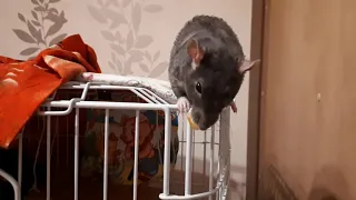 Крыса издает странные звуки