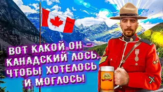 С миру по пиву #32 - Канада, Moosehead - Oatmeal Brown Ale