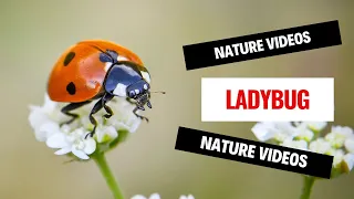 Ladybird Video/The Stunning Life Cycle Of A Ladybug