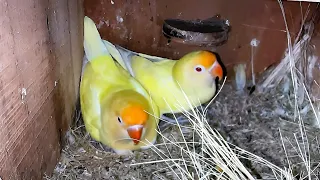 Lovebirds Breeding Progress: From Eggs to Baby Birds