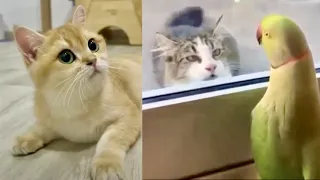 OMG SO CUTE! 😍😳 Cutest Cats Videos Compilation #17 Best Funny Cute Cat Videos (Must See)