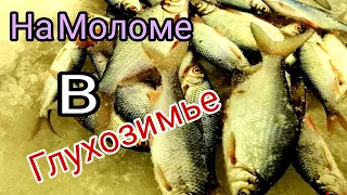 НА МОЛОМЕ В ГЛУХОЗИМЬЕ/ГУСТЕРА/ПЛОТВА/ОКУНЬ/ТЕСТО/БЕЗМОТЫЛКА