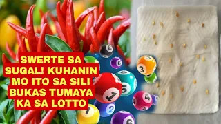 SWERTE SA SUGAL KUHANIN MO ITO SA SILI BUKAS TUMAYA KA SA LOTTO-APPLE PAGUIO7