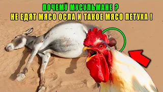 Почему Пророк Запретил Есть Мясо Осла ! Что Будет с Тем, Кто Съел Не Халяльное Мясо? хадис