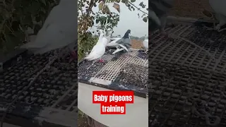 How to train baby pigeons simple method ll #pigeon #babypigeon