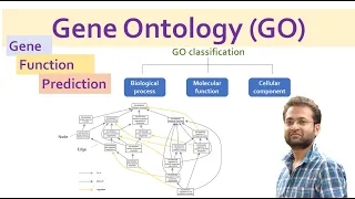 Gene Ontology (GO). Gene function prediction and classification.