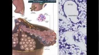 20. Respiratory System