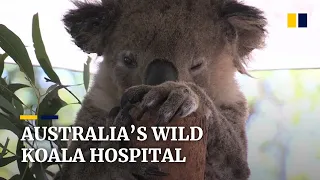 Koala hospital fighting to save iconic creatures hurt in Australia’s raging bush fires