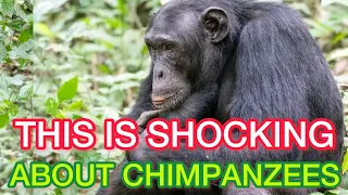 The terrifying Truth about chimps in kibale national park