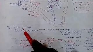 FOETAL CIRCULATION AND CHANGES AFTER BIRTH(DR. NAJEEB LECTURE REVIEW VIDEO)