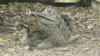 Fishing Cat, Axe Valley Wildlife Park (24th April 2024)