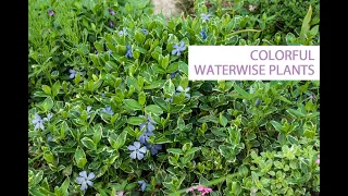 Water wise doesn't have to mean cacti! 10 colorful perennials that are also water conscious