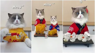 Кошки готовят еду 2022 "This Little Puff" Tiktok Compilation #15