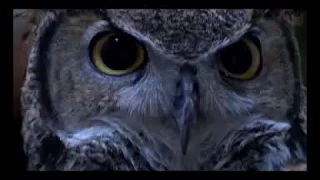 Walk on the Wild Side - Owl Nesting Behaviors