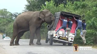 When the wild elephant attacked, the people of the lorry fell to the ground.