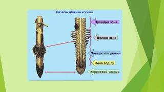 Біологія (6 клас). Корінь рослин  Видозміни коренів. Вчитель: Крючек Лариса Анатоліївна