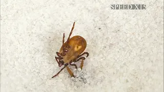 THE BRUTAL BATTLE OF THREE ANT LIONS AND THE TICK! [Live feeding!]