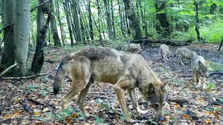 Fotopasca s308, Poloniny, vlčia svorka(wolf pack,canis lupus,Волк). #wolf #trailcam#vlk#poloniny