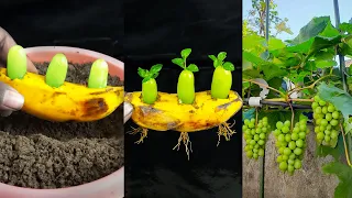 New method propagate grape trees from grape fruits with aloe vera and banana to get the most fruit