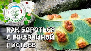 Ржавчина груши. Как бороться с ржавчиной листьев груши.