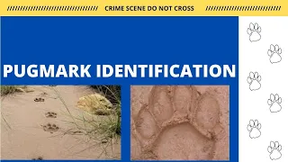Pug mark Identification || Paw print Identification || Wildlife Forensic || UGC NET JRF