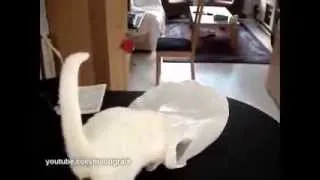 Кот попал в ловушку)))) Cat got into the trap))))