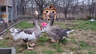 Gaste Tula (Tula ganse, Tula geese, Tula guske)